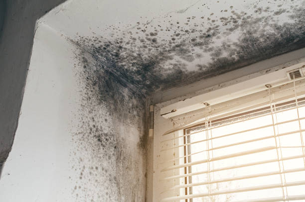 Affordable Commercial Mold Remediation solutions in Coltons Point, MD